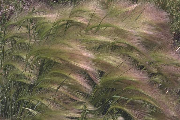 CLOSE: Wall barley grass at Mono Lake Close